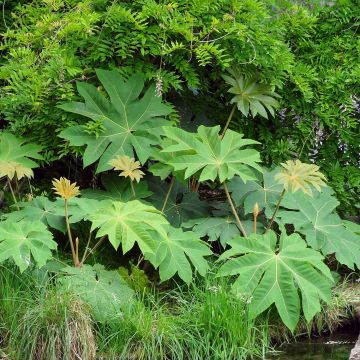 Tetrapanax papyrifera Rex 