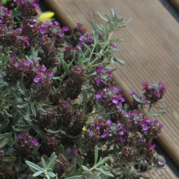 Teucrium ackermannii - Germander