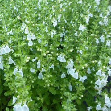 Teucrium chamaedrys Alba - Germander