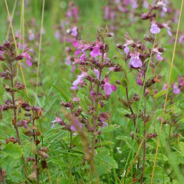 Teucrium chamaedrys Wild Form - Germander