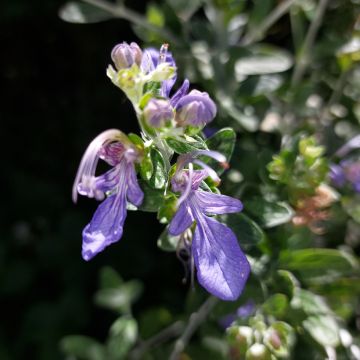 Teucrium fruticans Azureum - Tree Germander