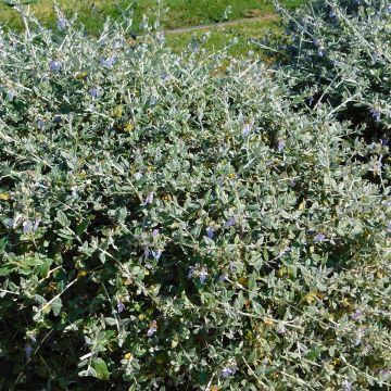 Germandrée arbustive - Teucrium fruticans