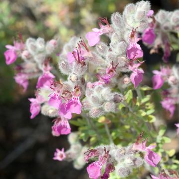 Teucrium marum - Germander