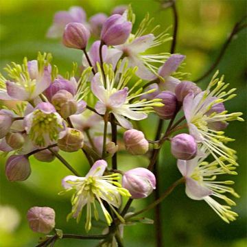 Thalictrum Anne - Meadow-rue