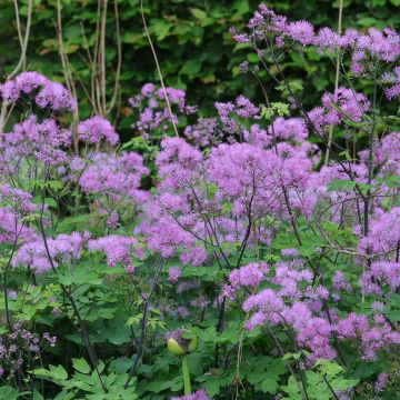 Thalictrum Black Stockings - Meadow-rue