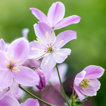 Thalictrum Chantilly Lace - Meadow-rue