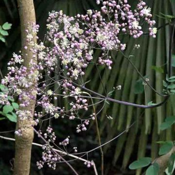 Thalictrum Elin - Pigamon