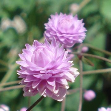 Thalictrum delavayi Hewitt's Double - Pigamon