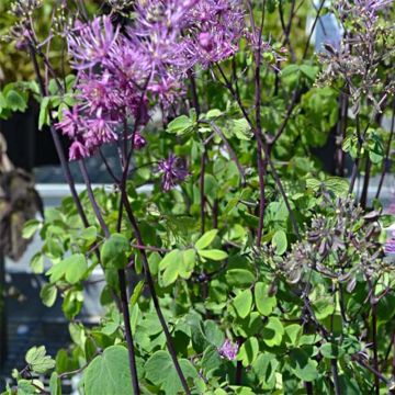 Thalictrum Purplelicious - Meadow-rue