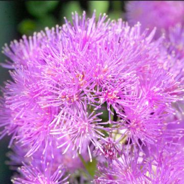 Thalictrum aquilegifolium Thundercloud - Meadow-rue