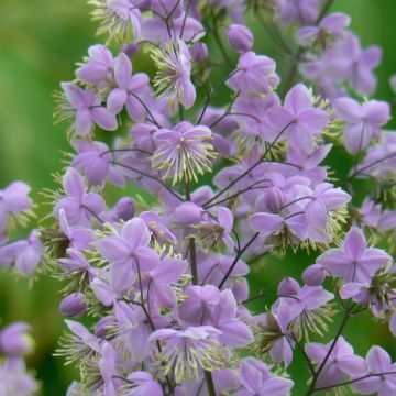 Thalictrum delavayi Ankum - Meadow-rue