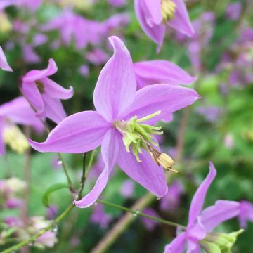 Thalictrum delavayi Hinckley - Meadow-rue