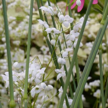 Thalictrum delavayi Splendide Album - Meadow-rue