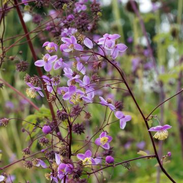 Thalictrum delavayi Splendide - Meadow-rue