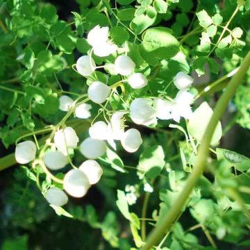 Thalictrum delavayi Album - Meadow-rue