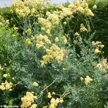 Thalictrum flavum subsp. glaucum - Meadow-rue