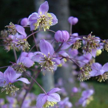 Thalictrum rochebrunianum - Meadow-rue