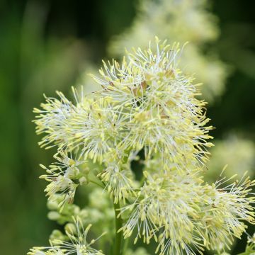 Thalictrum sphaerostachyum - Meadow-rue