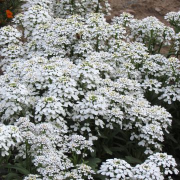 Iberis Hyacinth Flowered Seeds