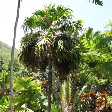 Thrinax parviflora - Thatch Palm