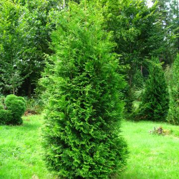 Thuja occidentalis Brabant - Canadian Arborvitae