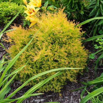 Thuja occidentalis Fire Chief - Canadian Arborvitae