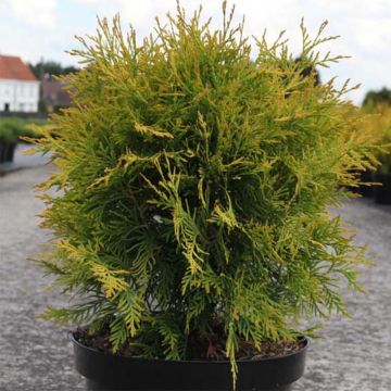 Thuja occidentalis Golden Globe - Canadian Arborvitae