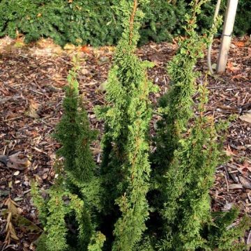 Thuya du Canada - Thuja occidentalis Malonyana Holub