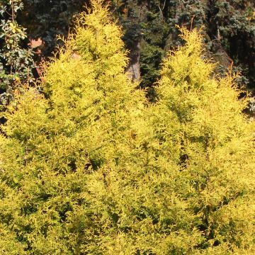 Thuja occidentalis Rheingold - Thuya du Canada                   