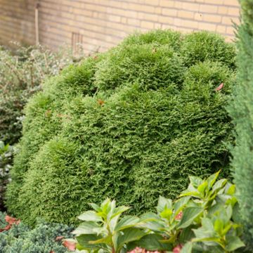 Thuja occidentalis Tiny Tim - Thuya du Canada                    