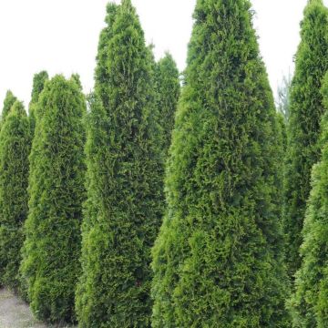 Thuja occidentalis Totem Smaragd - Canadian Arborvitae