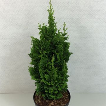 Thuja occidentalis Zmatlik - Canadian Arborvitae