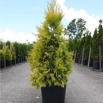 Thuja plicata 4 Ever Goldy®