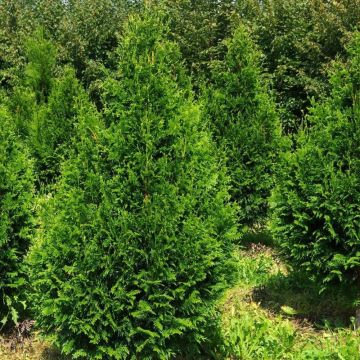 Thuja plicata Can-can - Western Red Cedar