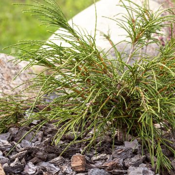 Thuya géant - Thuja plicata Whipcord