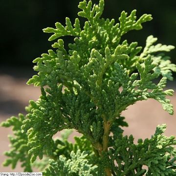 Thuja occidentalis Degroots Spire