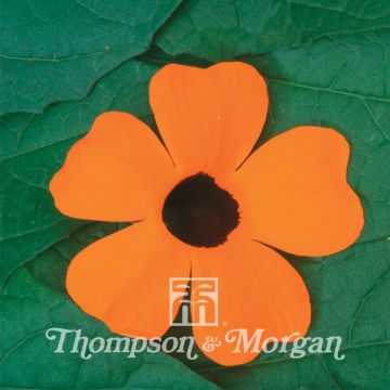 Thunbergia alata - Black-eyed Susan Vine Superstar Orange Seeds