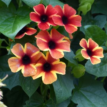 Thunbergia Tangerine Slice - Black-Eyed-Susan