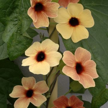 African Sunset Black-eyed Susan - Thunbergia alata seeds