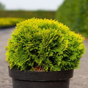 Thuja occidentalis Mirjam - Canadian Arborvitae