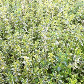 Thymus citriodorus variegated - Lemon Thyme