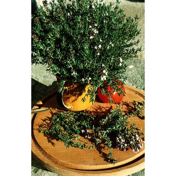 Thymus vulgaris - Winter Thyme