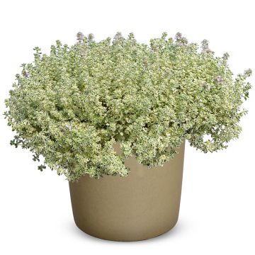 Thymus Sparkling Bright - Thyme