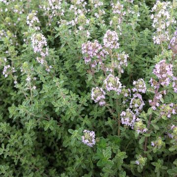 Thymus citriodorus Silver Edge - Organic Thyme