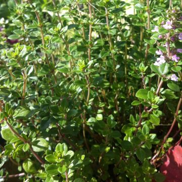 Thymus citriodorus - Lemon Thyme Organic