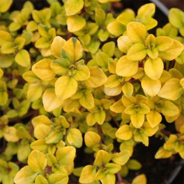 Thymus citriodorus Bertram Anderson - Lemon Thyme