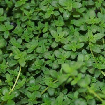 Thymus citriodorus - Lemon Thyme in Organic Plant