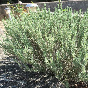 Thymus vulgaris Organic Common Thyme