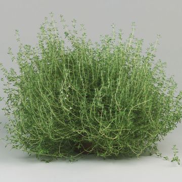 Thymus vulgaris Fragrantissimus - Orange Thyme in plants