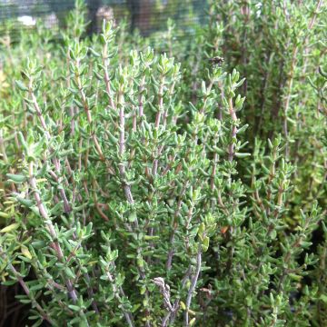 Thymus officinalis - Organic Thyme